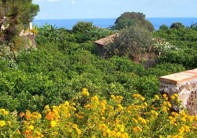 Agriturismo Il Limoneto